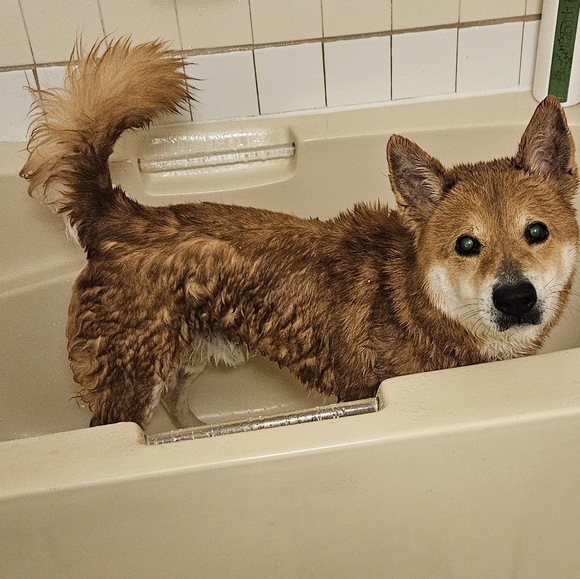 Pop-Up Live Show Listing - Picture 8 of 9